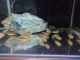 predam-melanochromis-aureatus-tlamovec-pestry-velke-5-6cm-cena-1eu