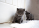 pedigree-british-shorthair-kittens