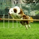 vycvik-poslusnosti-psov-agility