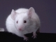 hlodavce-mysi-potkany-holata