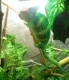 predam-chameleona-jemenskeho-terarium