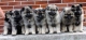 nemecky-spic-vlci-keeshond-stenatka-s-pp