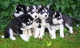 sibirsky-husky-stenatka-s-pp