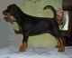 doberman-stenata-s-rodokmenem-vyborny-puvod-ch-stanice-z-cr