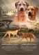 rhodesian-ridgebacks-steniatka-s-pp