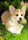 welsh-corgi-pembroke-stenata-pre-prijatie