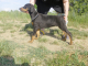 doberman-stenata-s-rodokmenem-vyborny-puvod-ch-stanice-z-cr