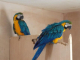 zlate-a-modre-papousci-pro-prodej