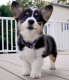 penbroke-welsh-corgi-puppies-for-adoption