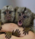 baby-marmoset-opice-na-prijatie