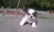 steniatka-pure-shih-tzu