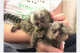 opice-marmoset-na-adopciu