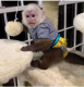 nadherna-kapucinska-opice-na-prodej
