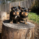 yorkie-puppies-for-sale