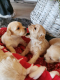 maltipo-puppies-ready-4-a-new-home
