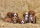 male-and-female-cavapoo-puppies-for-pet-lovers