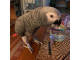 charlie-africky-sivy-papagaj-velmi-milujuci-a-priatelsky