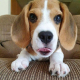 beautiful-beagle-puppies-for-sale