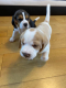 beagle-dogs-and-puppies-for-sale