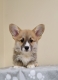 welsh-corgi-pembroke-krasne-steniatka