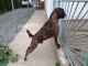 nemecky-boxer